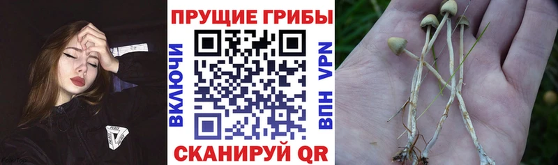 как найти закладки  Полярный  Псилоцибиновые грибы GOLDEN TEACHER 